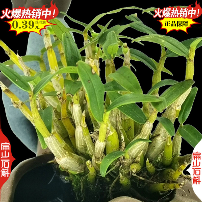 米斛石斛种苗1珠土培苗木桩盆栽树上石头上种植瓶装袋装1斤