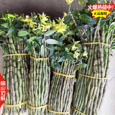 按斤称新鲜铁皮石斛鲜条枫斗寸条烤条牙牙条