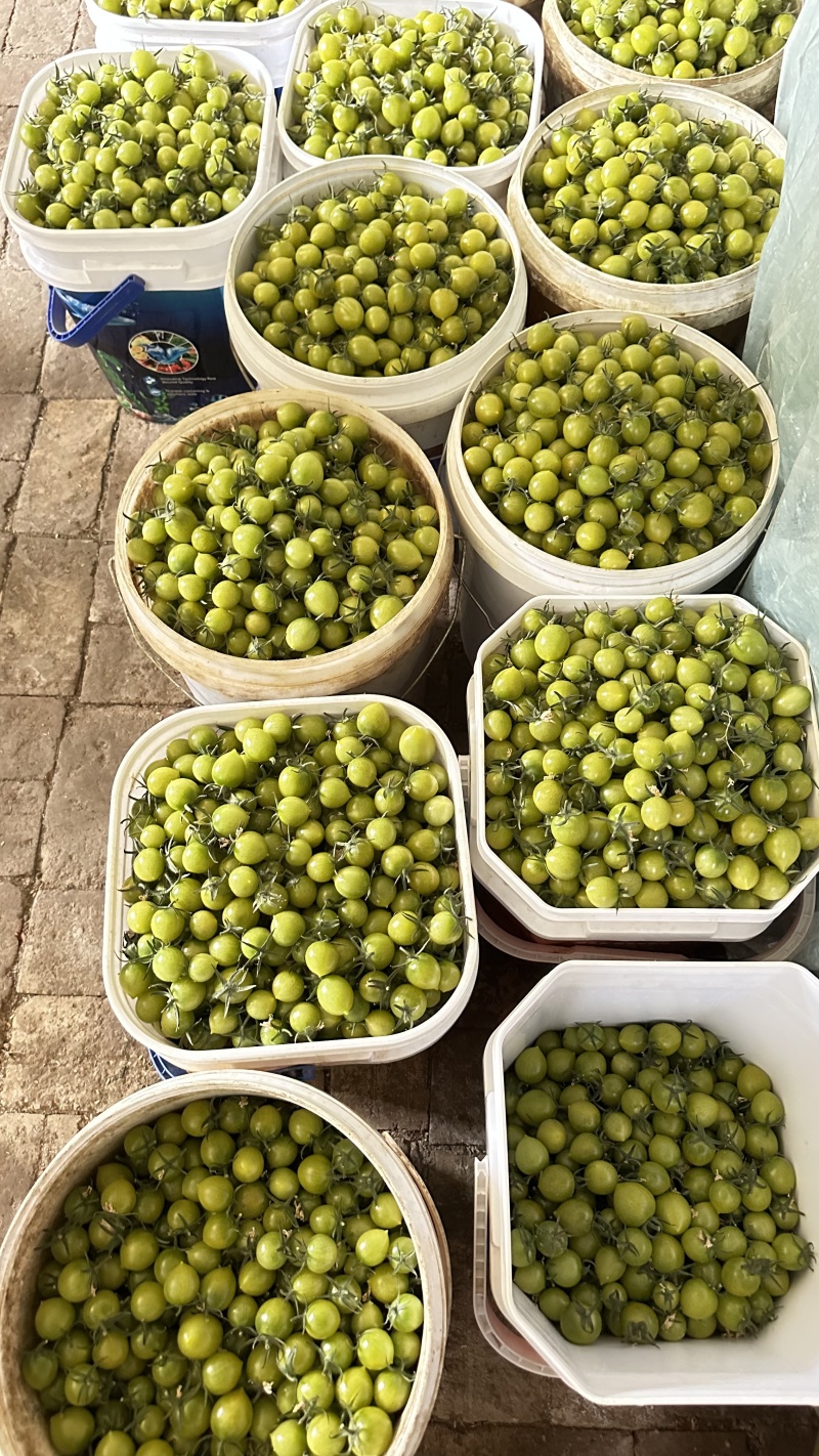 正宗青甜2号巨甜绿色小番茄圣女果小番茄大量供应可