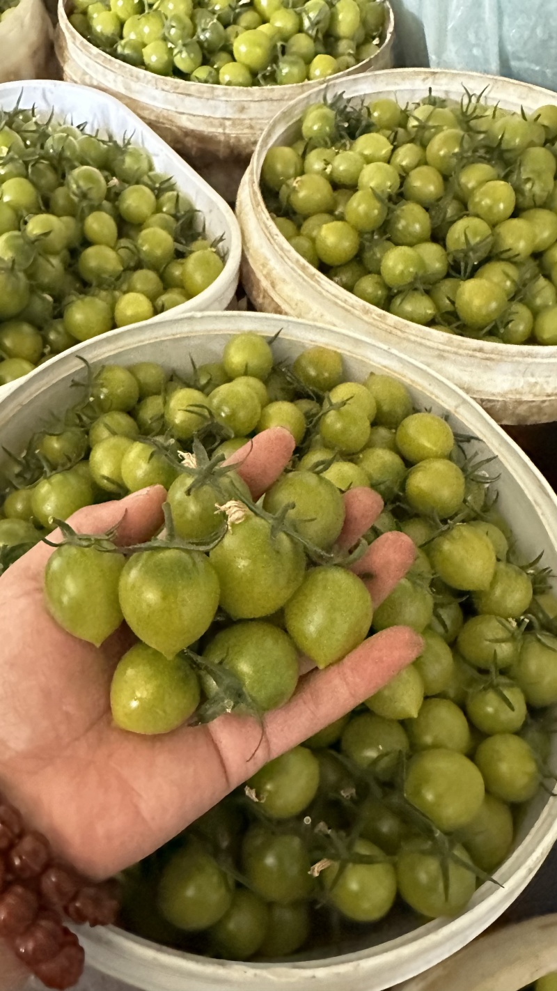 正宗青甜2号巨甜绿色小番茄圣女果小番茄大量供应可