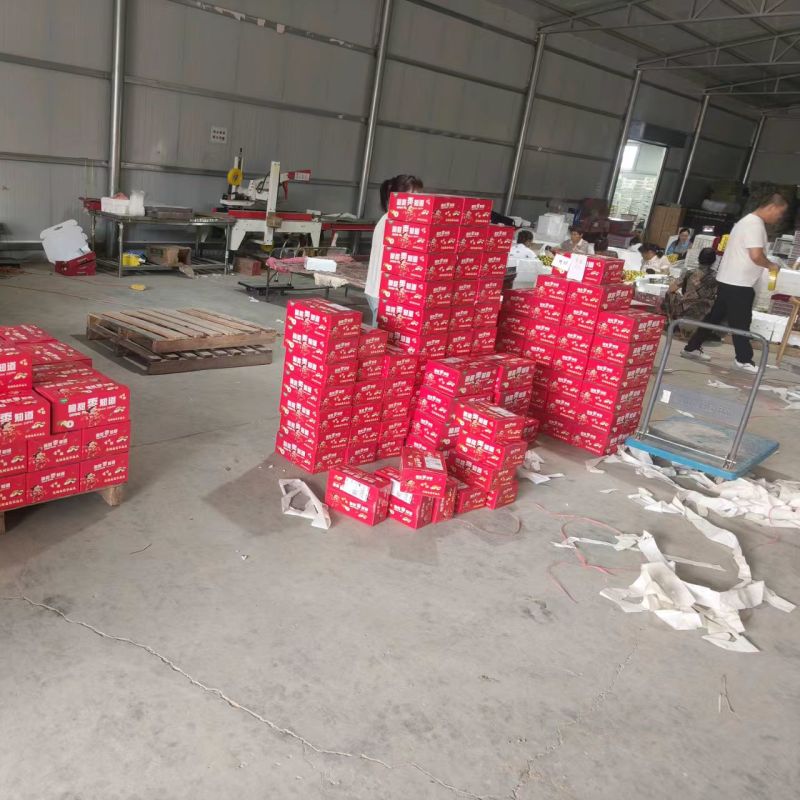 冬枣鲜枣量大质优价格优惠基地直销量大质优价格优惠