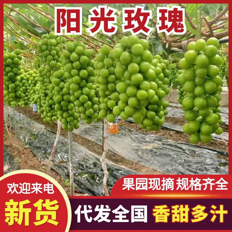 阳光玫瑰品质保证服务周到产地直发价格便宜