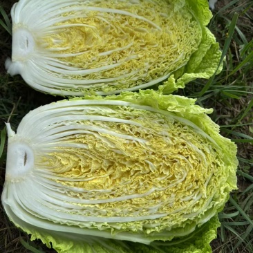 白菜