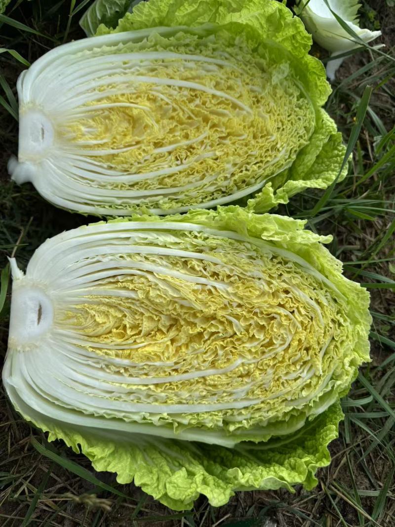 白菜