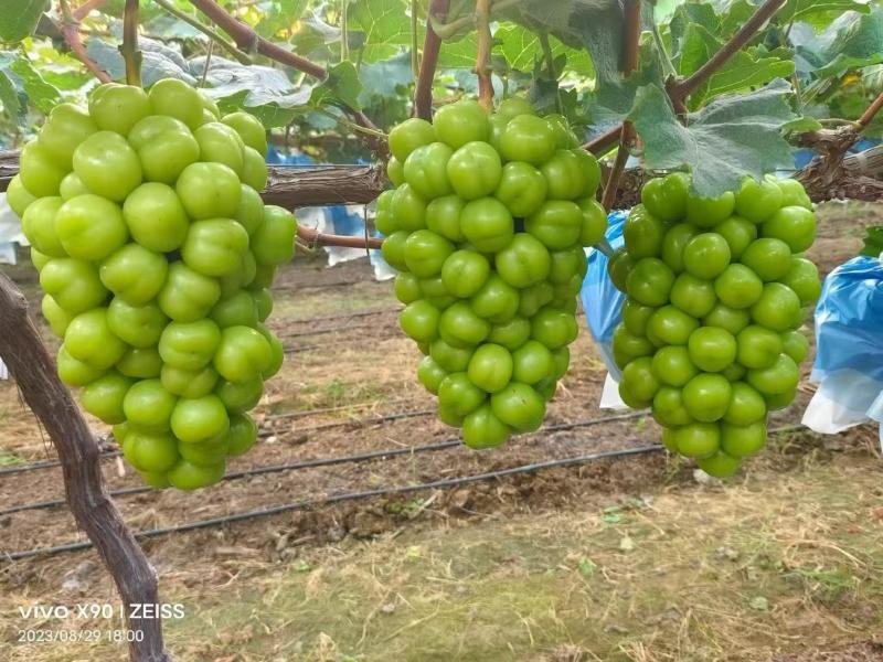 【阳光玫瑰】陕西大荔基地直供质量保证货源充足全国发货