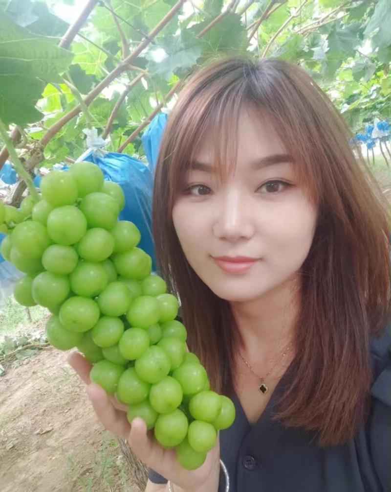 【阳光玫瑰】陕西大荔基地直供质量保证货源充足全国发货