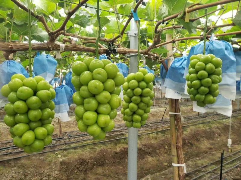 【阳光玫瑰】陕西大荔基地直供质量保证货源充足全国发货