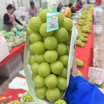【阳光玫瑰】陕西大荔基地直供质量保证货源充足全国发货