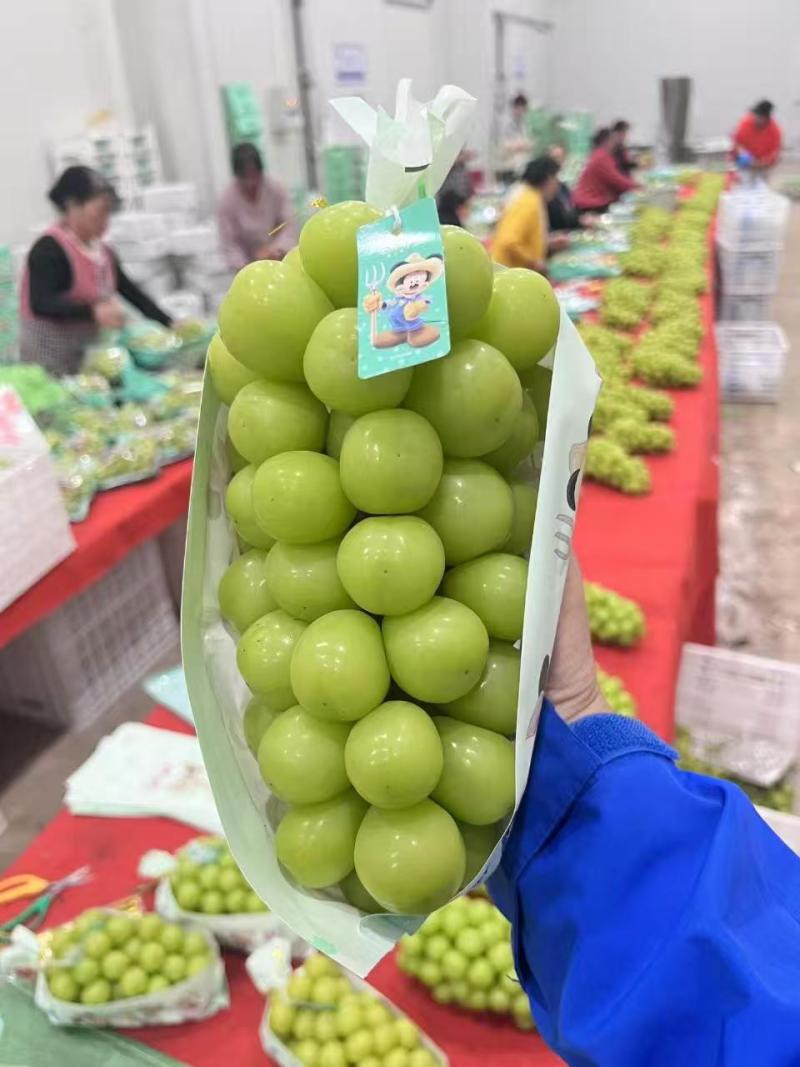 【阳光玫瑰】陕西大荔基地直供质量保证货源充足全国发货