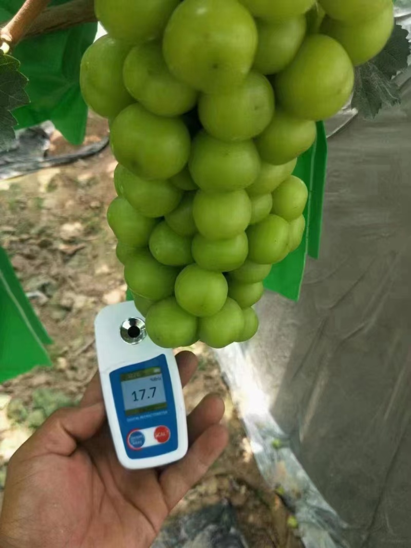 【阳光玫瑰】陕西大荔基地直供质量保证货源充足全国发货