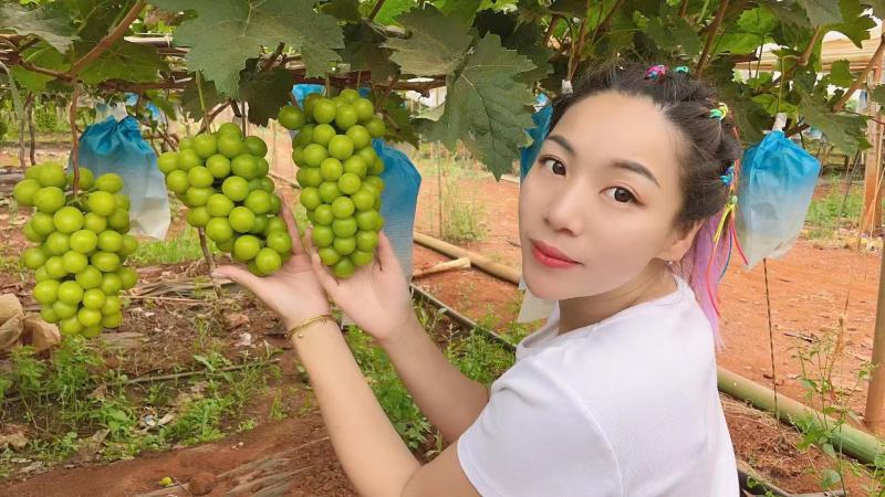 【阳光玫瑰】陕西大荔基地直供质量保证货源充足全国发货