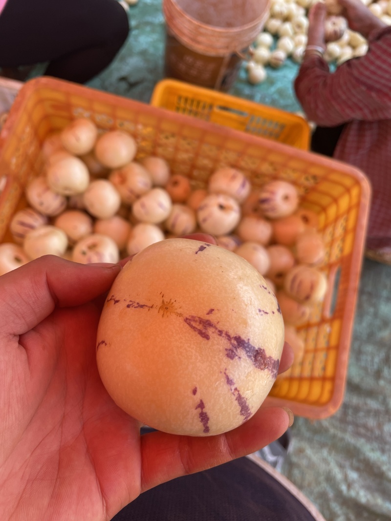 云南精品人参果，一手货源，对接电商，支持一件代发