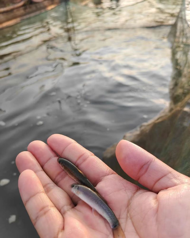 青龙棒（华鲮），沉香鱼，品质有保障