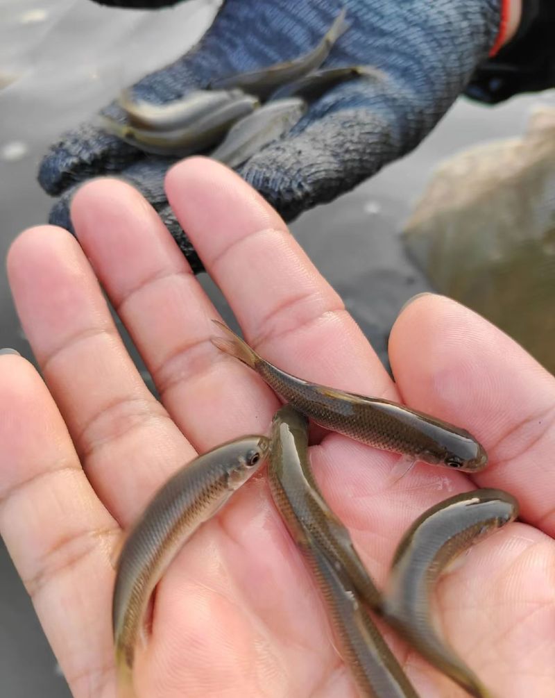 青龙棒（华鲮），沉香鱼，品质有保障