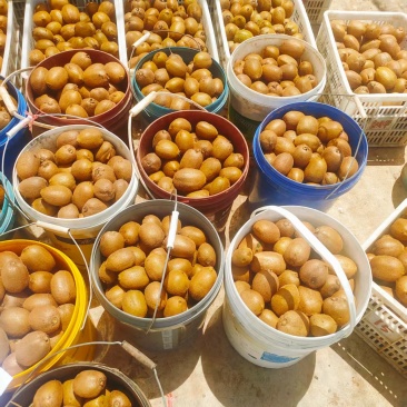 【正在热卖】河南徐香猕猴桃清甜可口量大从优价格美丽质量好