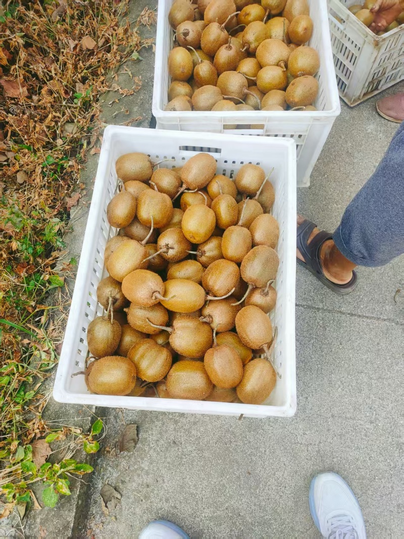 河南徐香猕猴桃酸甜可口对接全国价格美丽质量好走货快欢迎询