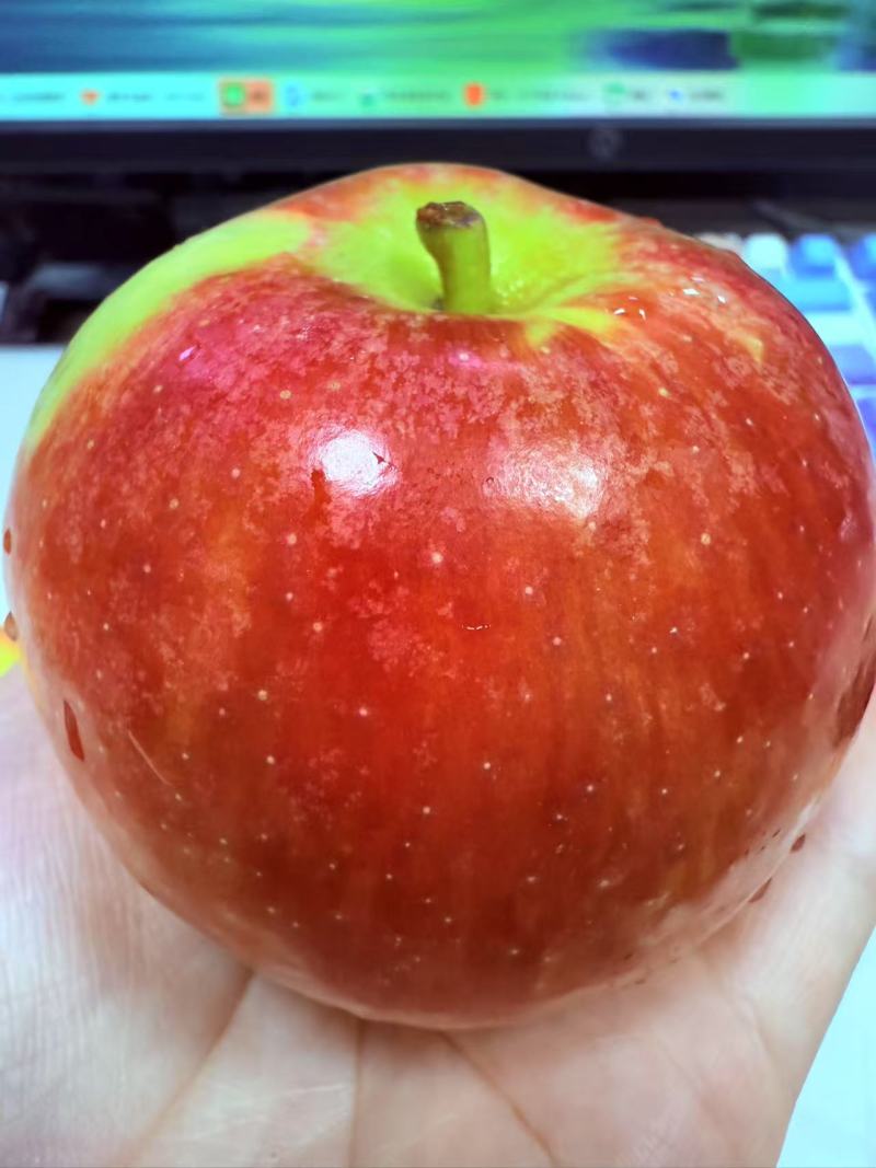 红嘎啦苹果