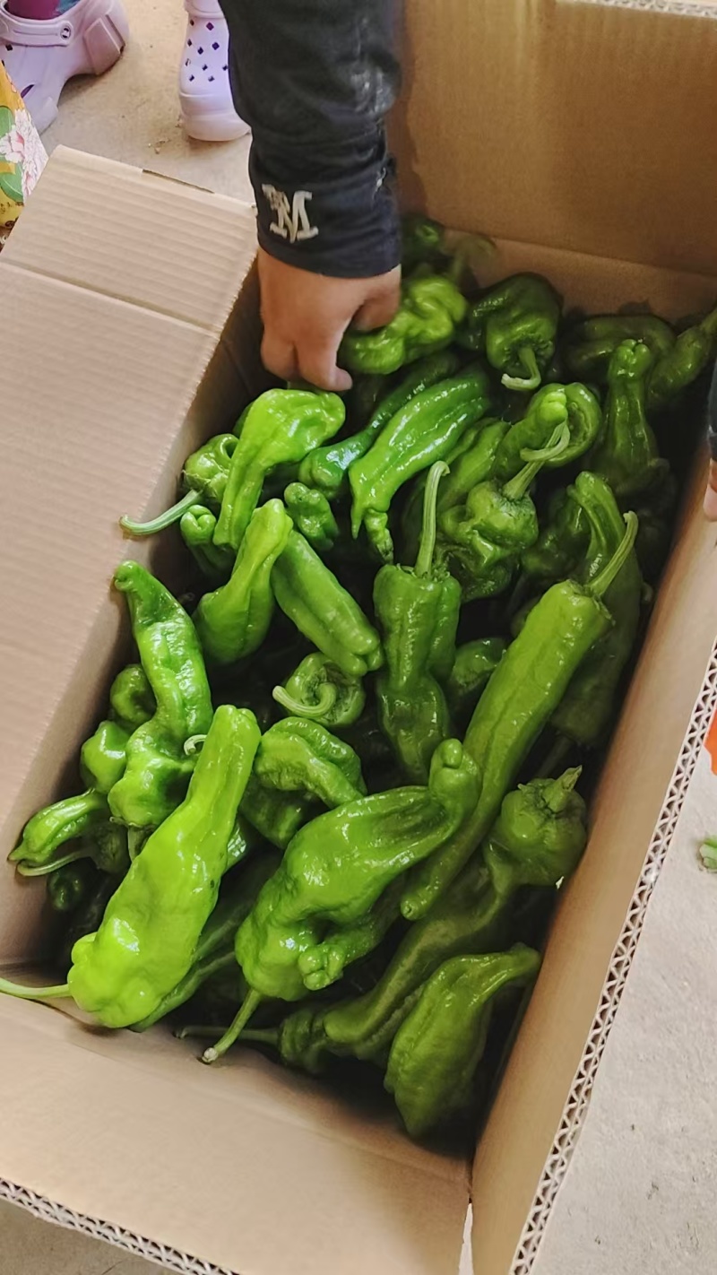 河南薄皮椒皮亮无虫眼质量保证全国对接来电咨询