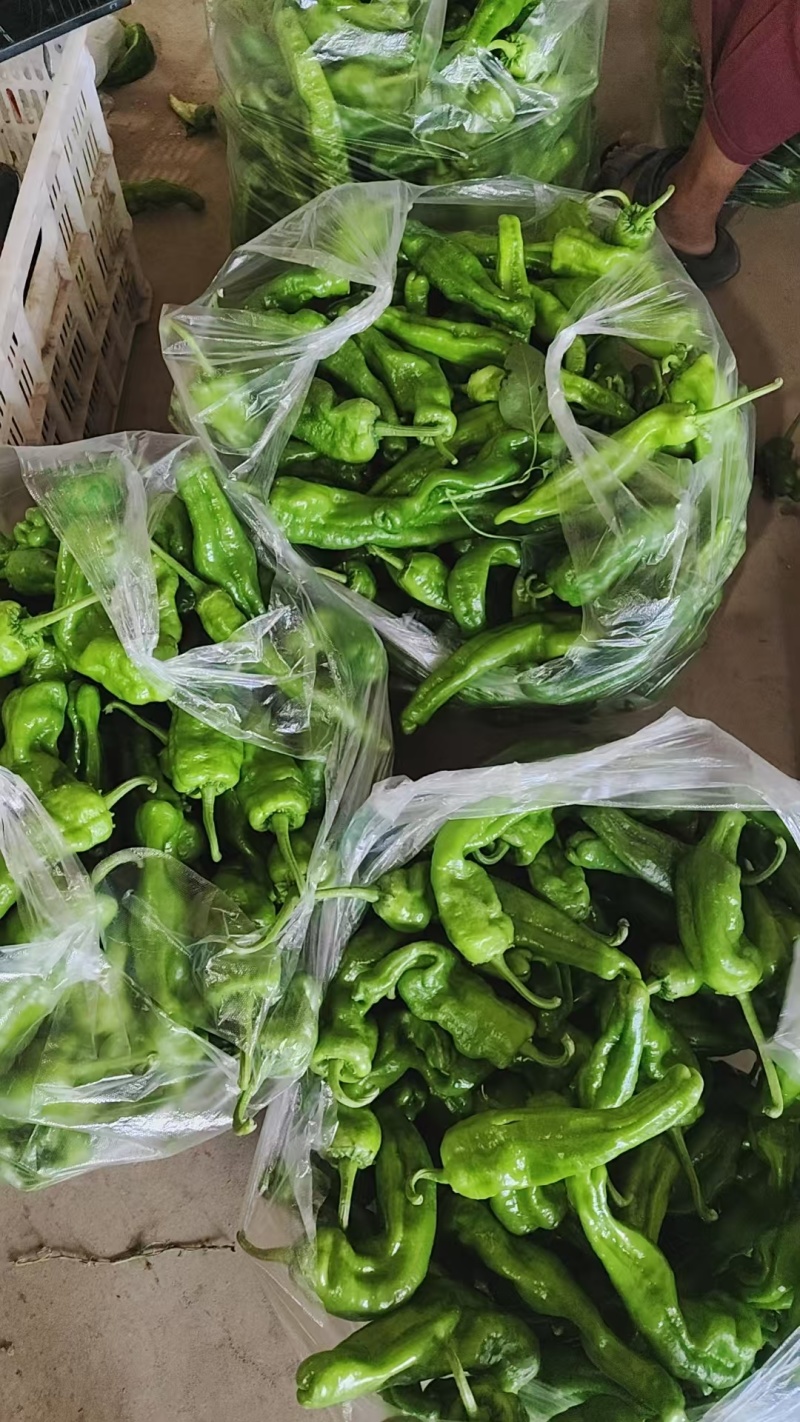 河南薄皮椒皮亮无虫眼质量保证全国对接来电咨询