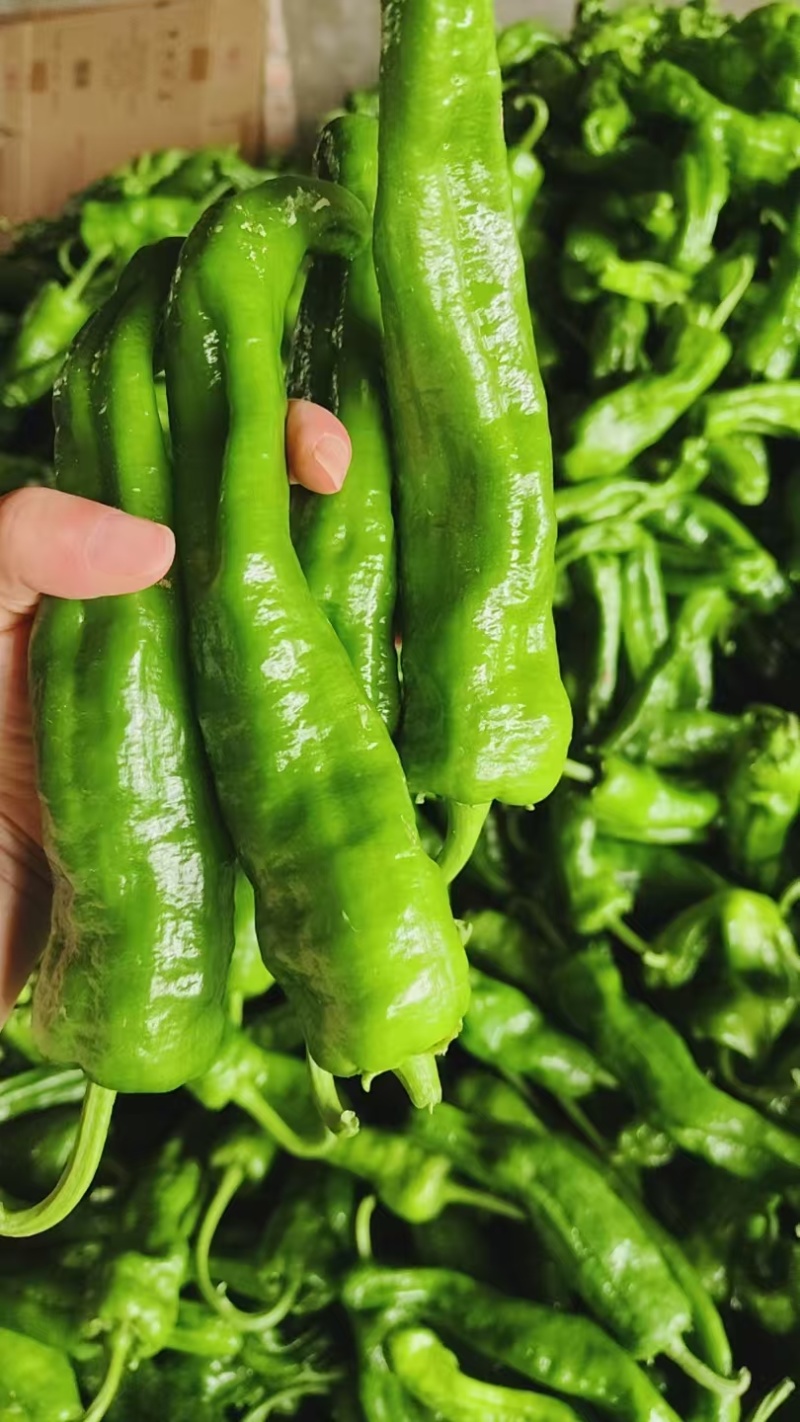 河南薄皮椒皮亮无虫眼质量保证全国对接来电咨询