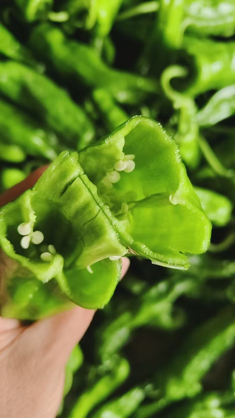河南薄皮椒皮亮无虫眼质量保证全国对接来电咨询
