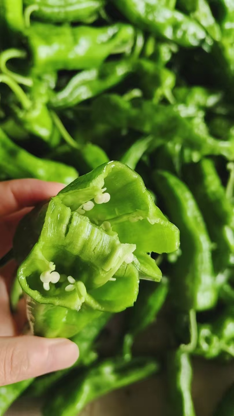 河南薄皮椒皮亮无虫眼质量保证全国对接来电咨询