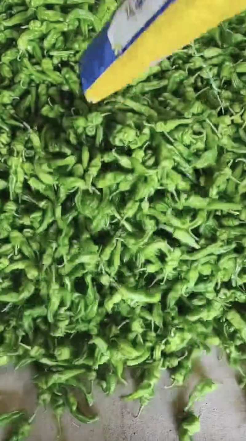【实力发货】薄皮椒规格齐全诚信发货质量保证