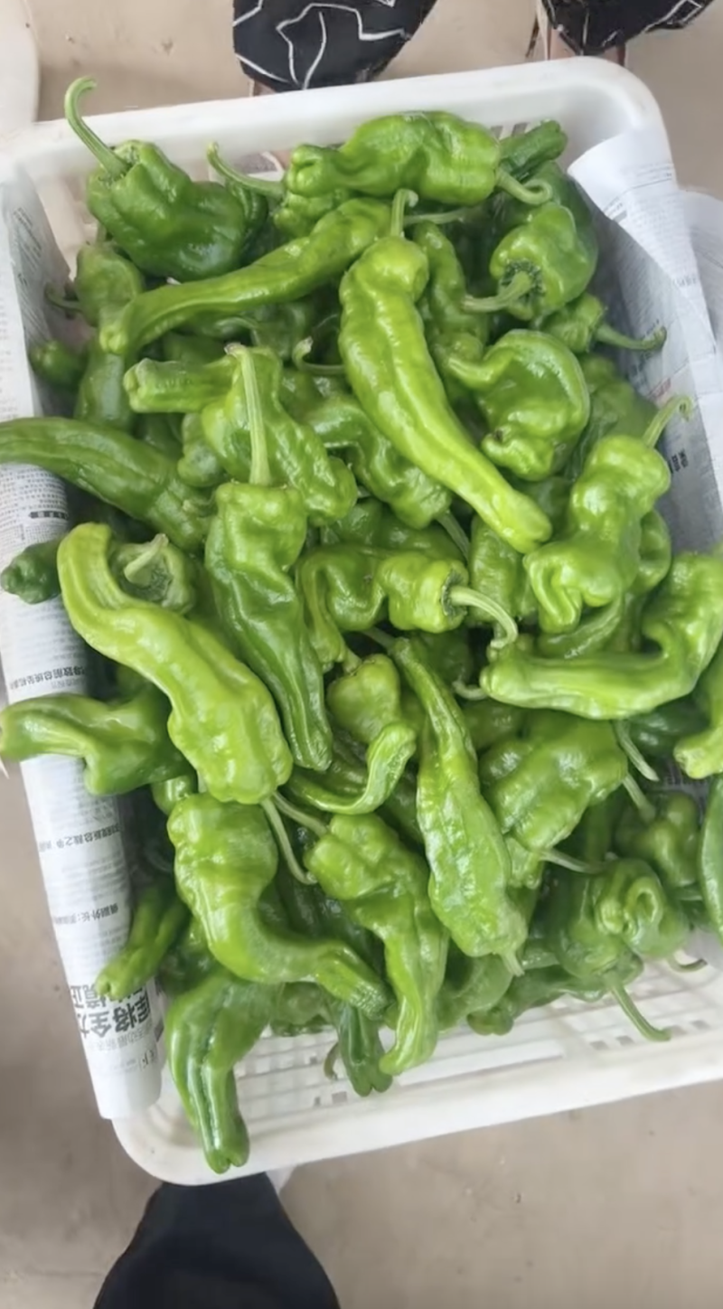 【实力发货】薄皮椒规格齐全诚信发货质量保证