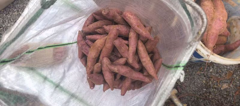 湖北龙9红薯软糯香甜新鲜上市量大从优欢迎采购热卖中一手货