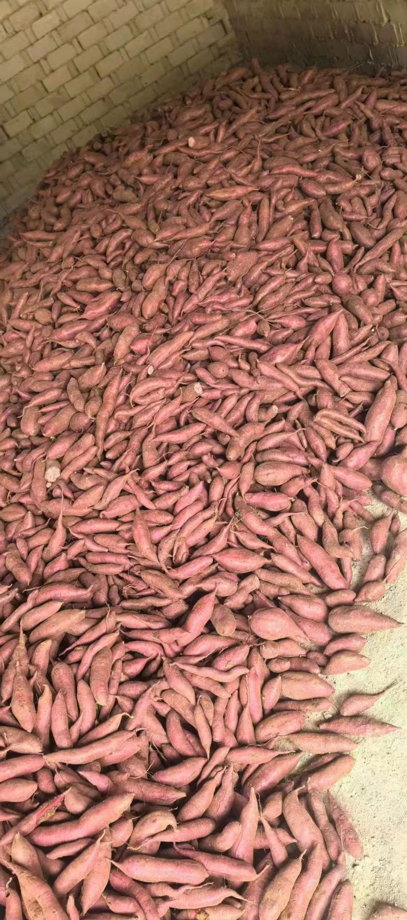 湖北西瓜红红薯软糯香甜新鲜上市价格美丽质量好走货快热卖中