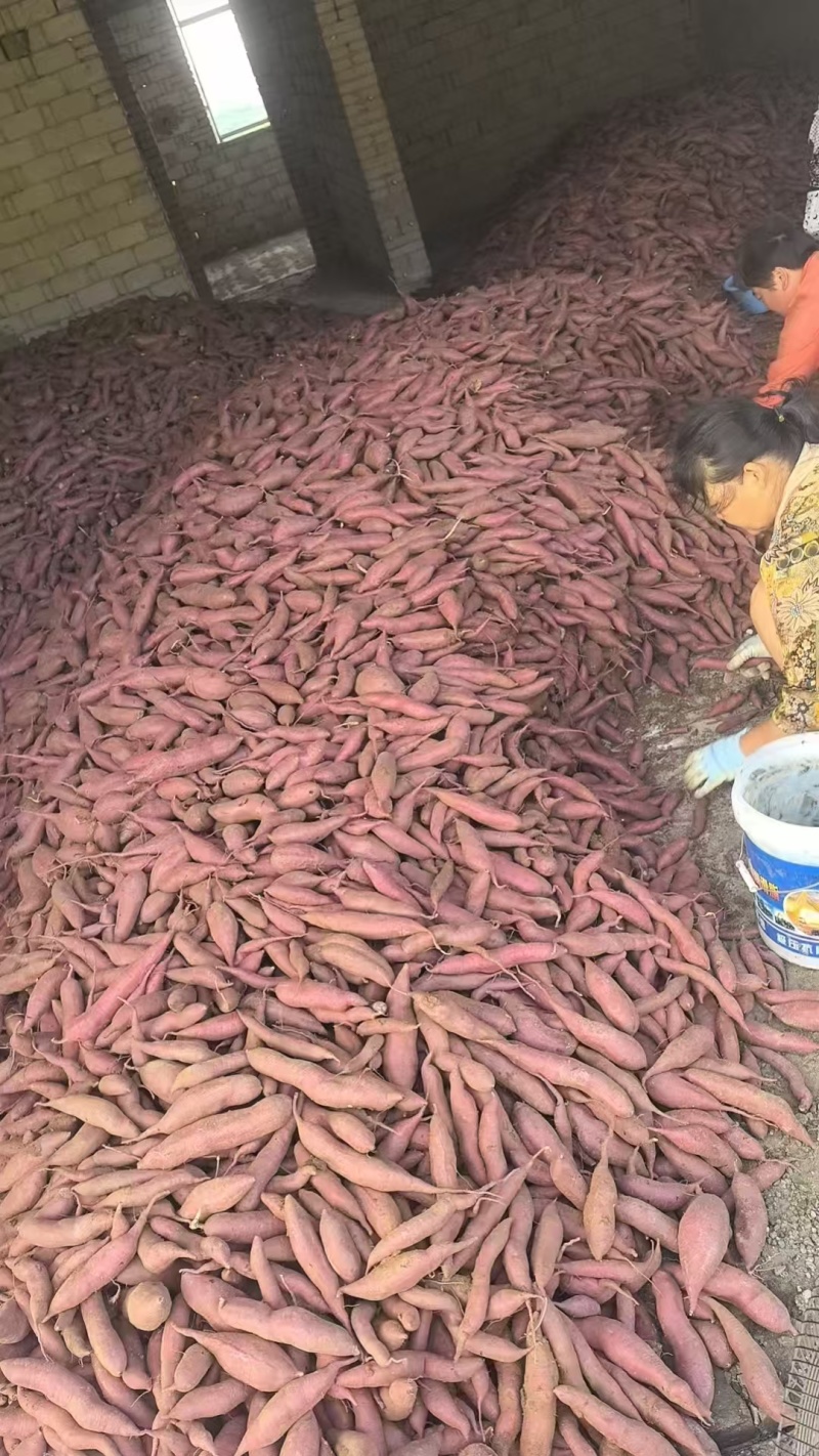 湖北西瓜红红薯软糯香甜新鲜上市价格美丽质量好走货快热卖中