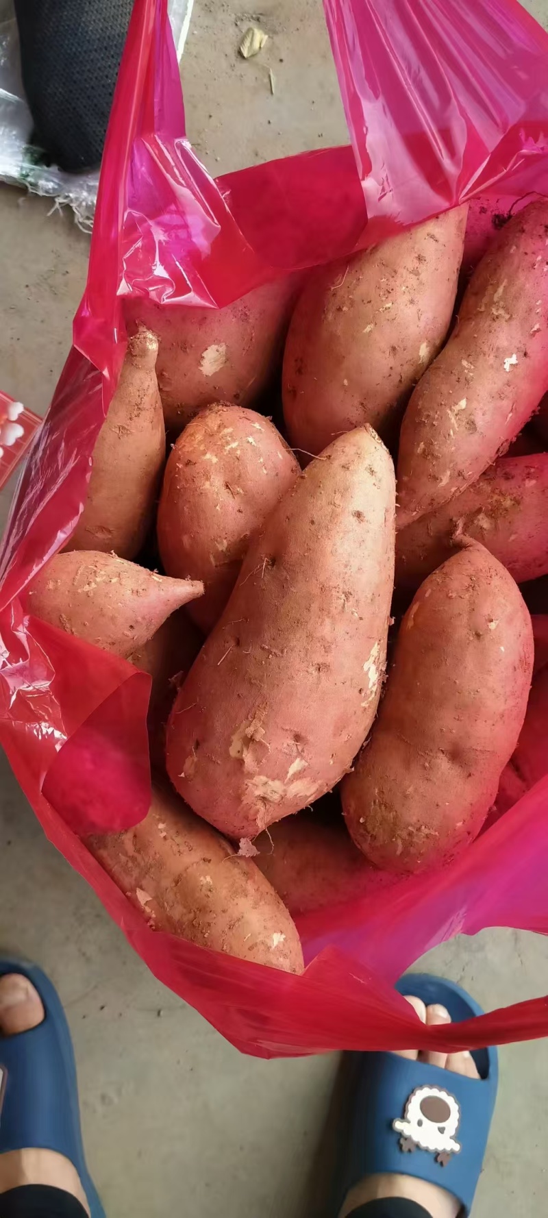 湖北西瓜红红薯软糯香甜新鲜上市价格美丽质量好走货快热卖中