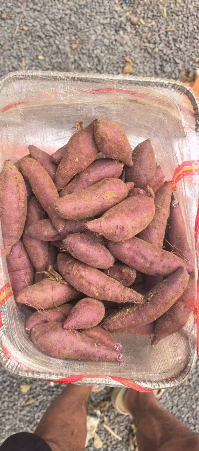 湖北西瓜红红薯软糯香甜新鲜上市价格美丽质量好走货快热卖中