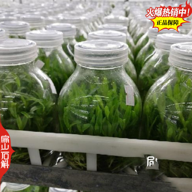 盆栽野生红杓唇石斛霍山种苗报春黄贝壳重唇瓶装袋装1珠1从