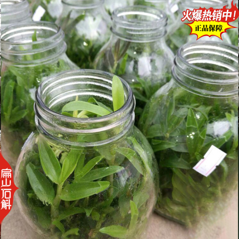 盆栽野生红杓唇石斛霍山种苗报春黄贝壳重唇瓶装袋装1珠1从