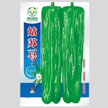 姑苏一号泡椒种子，果型周正，果长灯笼形，果色亮绿，皮薄质嫩
