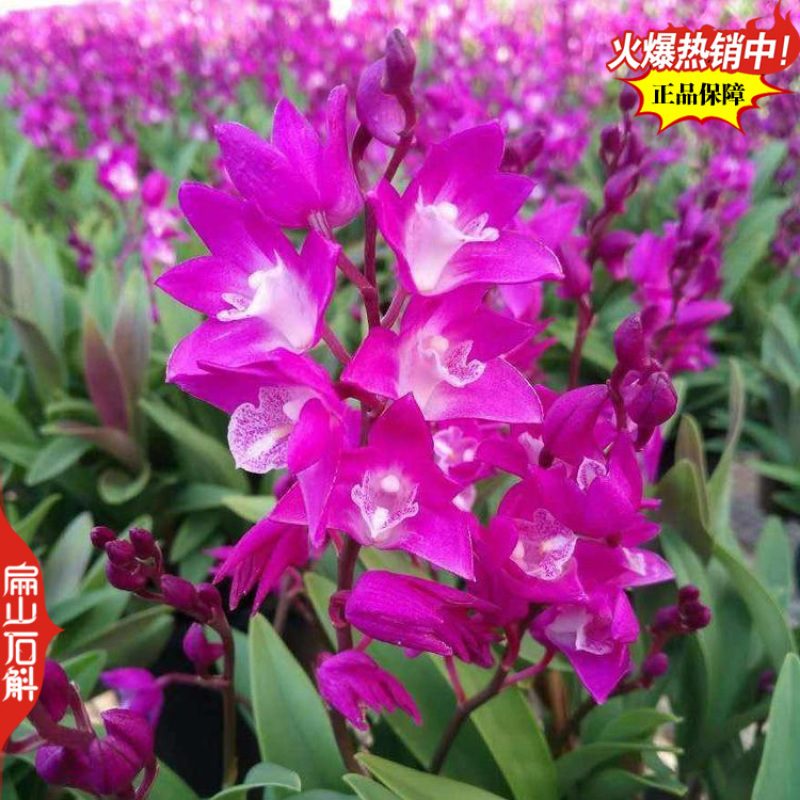 盆栽野生红杓唇石斛霍山种苗报春黄贝壳重唇瓶装袋装1珠1从
