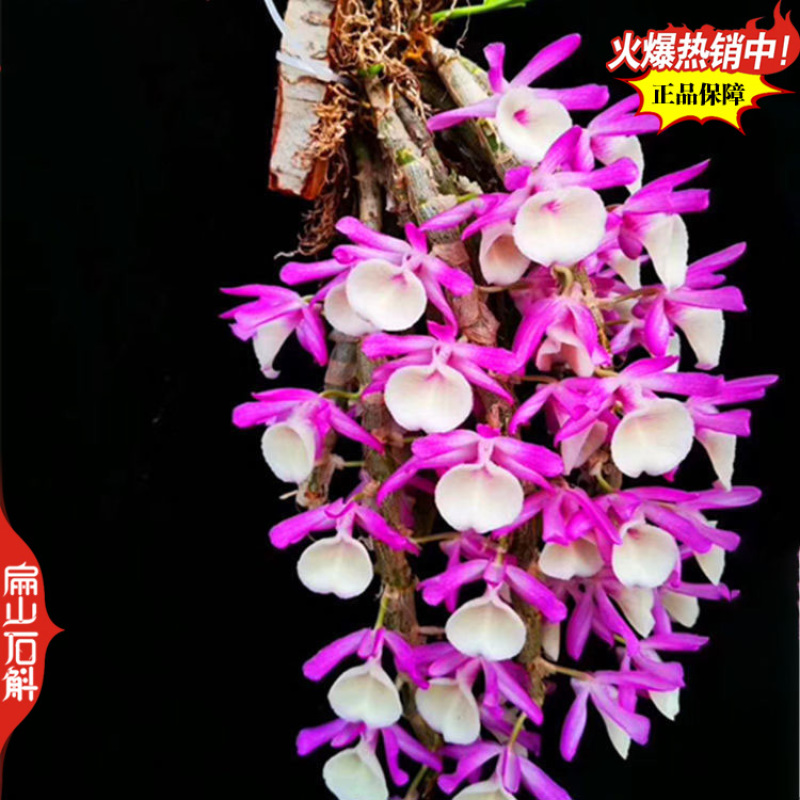 盆栽野生红杓唇石斛霍山种苗报春黄贝壳重唇瓶装袋装1珠1从