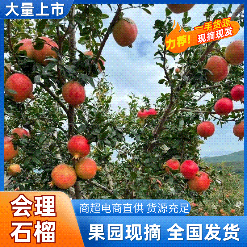 会理石榴品质保证大量有货产地直销一手货源