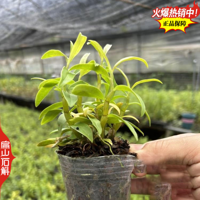 瞧鼓槌石斛种苗水草红灯笼鼓槌金果苗金耳石斛1丛