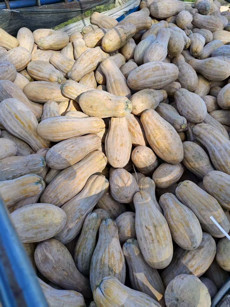 湖北蜜本南瓜香甜可口入口即化美味不用等走货全国量大从优