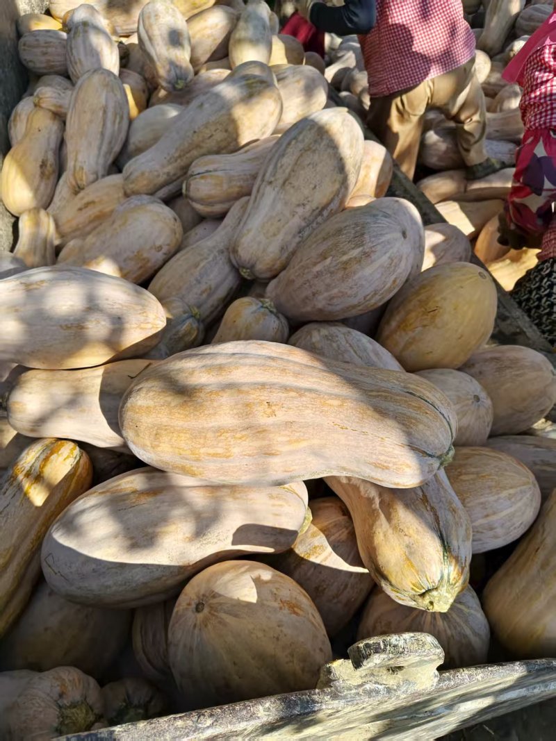 湖北蜜本南瓜香甜可口入口即化美味不用等走货全国量大从优