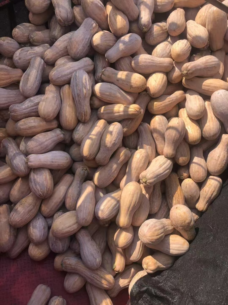 湖北蜜本南瓜香甜可口入口即化美味不用等走货全国量大从优