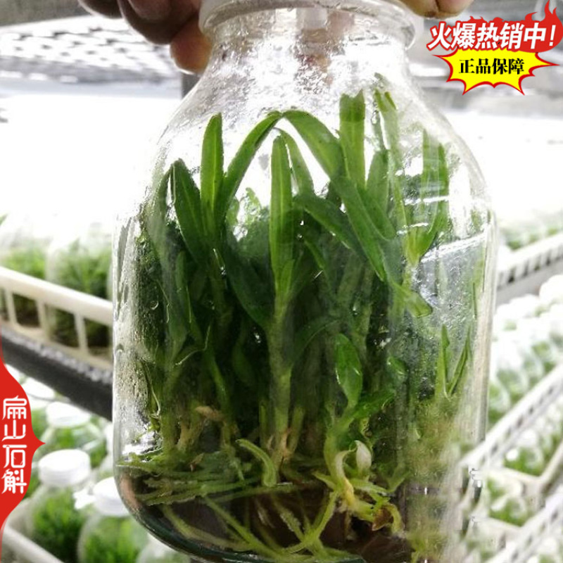 卖美花天宫石斛种苗培育球花黄构唇大魔鬼石斛品种规格众多