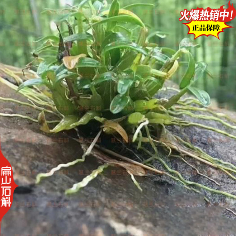 卖美花天宫石斛种苗培育球花黄构唇大魔鬼石斛品种规格众多
