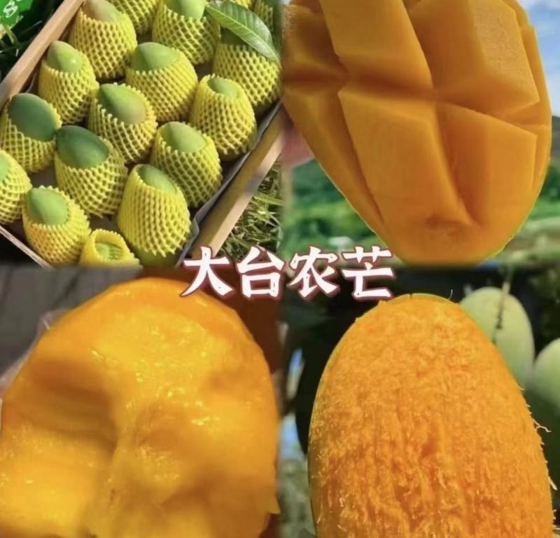 【一件代发】大台农礼盒