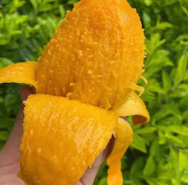 【一件代发】大台农礼盒