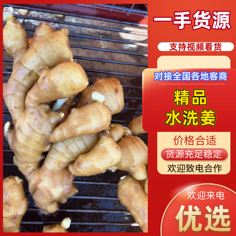老黄姜泥姜水洗姜主流通货偏上各种货源供应