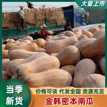 【金韩蜜本南瓜】长条形南瓜5-13斤口感好皮毛亮对接市场