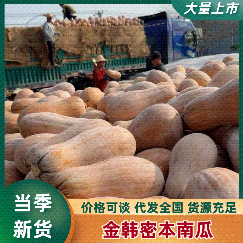 【金韩蜜本南瓜】长条形南瓜5-13斤口感好皮毛亮对接市场